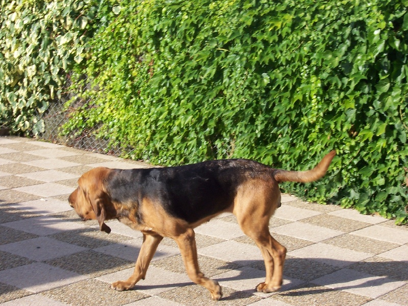 Babou de la voix de saint lact