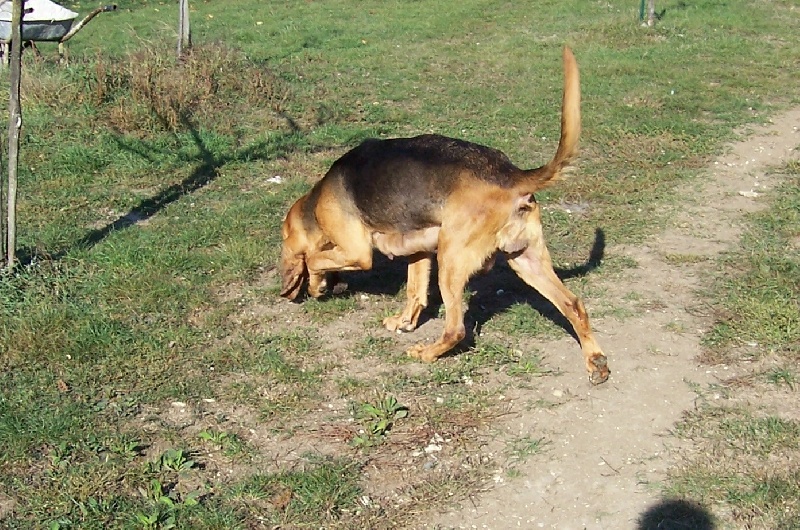 Babou de la voix de saint lact